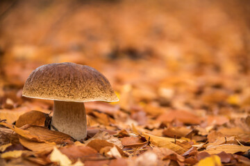 mushroom in the forest