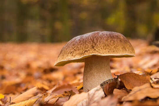 prawdziwek, borowik prawdziwy, borowik szlachetny, grzybobranie