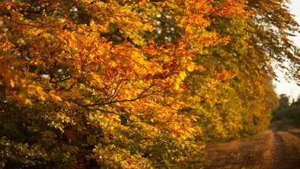 golden autumn leaves