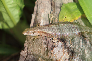 Sand Lizard  (Lacerta agilis)