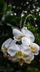 Fototapeta na wymiar White Orchid Phalaenopsis branch Cascade at the tree.