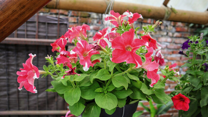 Fototapeta na wymiar Red hybrid petunia flower blooming and usually hanging at home as ornamental plant.