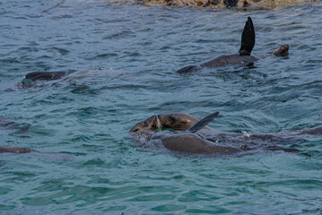 Fototapeta premium Seal Island