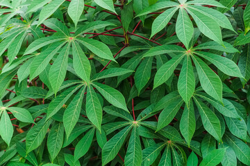 Fresh and Green Cassava Leaves. Green leaves background