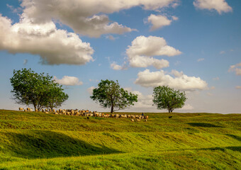 Fototapeta na wymiar landscape with sheep 