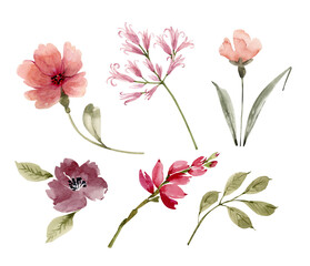 Pink flowers and plants, a set of watercolor illustrations.