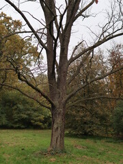 tree in autumn