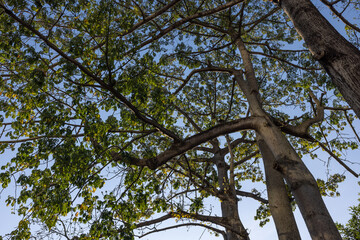 Weaving of Trees