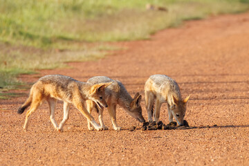 Black-backed jackals eating dung on a dirt road.