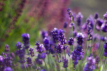 Obraz premium lavender flowers in the garden