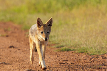a wild black-backed jackal (Lupulella mesomelas) walking down a dirt road in South Africa