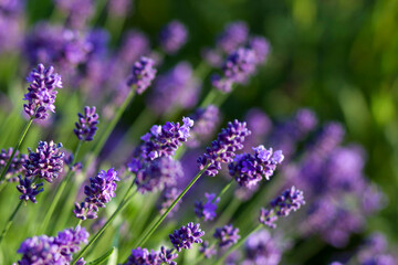 lavender flowers in the garden