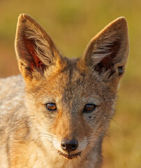 Closeup portrait of a wild black-backed jackal (Lupulella mesomelas) in Africa	