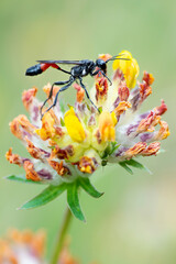Red-banded sand wasp (Ammophila sabulosa)