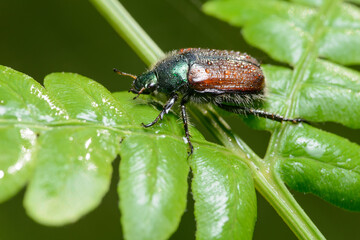 Garden Chafer (Phyllopertha horticola) on a leaf