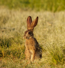 A wild scrub hare (Lepus saxatilis) sitting up watching in the grass in South Africa