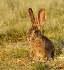 A wild scrub hare (Lepus saxatilis) standing watching in  grass in South africa