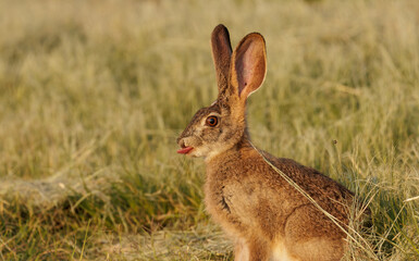 Naklejka na ściany i meble A wild scrub hare (Lepus saxatilis) standing watching in grass in South africa