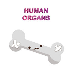 human organs, bone