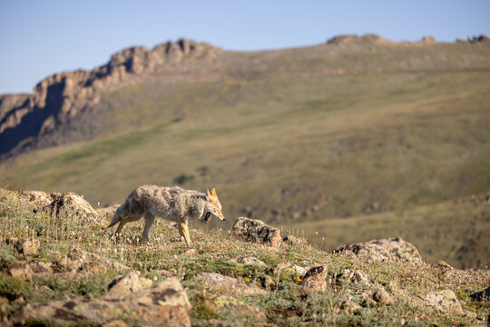 Coyote in Rocky Mountain National Park