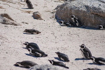 Obraz premium Penguin