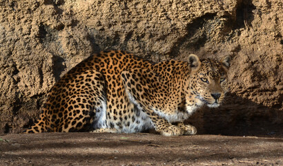 Léopard de Sri-Lanka au repos