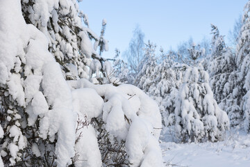 Snow-covered forest. Fabulous fir trees in the snow and deep snowdrifts on a sunny day. Selective focus