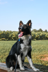 border collie dog