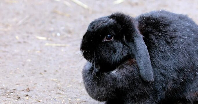 Black Lop-Eared Rabbit