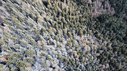 Aerial high angle view of green coniferous forest covered with snow. Winter landscape with evergreen trees, view from above. Abstract natural background.