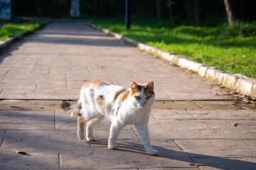 Naklejka na ściany i meble Cat walking in the park