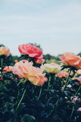 Beautiful fresh colorful peony flowers in full bloom in the garden on flowerbed with dark green leaves, close up. Summer natural floral background.