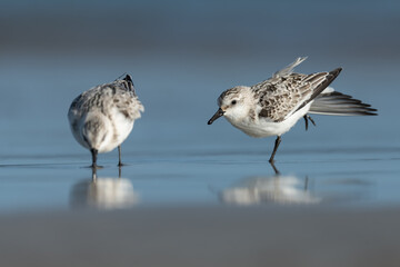 Sanderling looking for food at the baltic sea coast