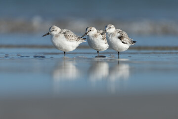 Sanderling looking for food at the baltic sea coast