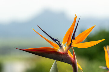 Bird of paradise flower (Strelitzia) with bright orange beautiful colours and blurred background. 