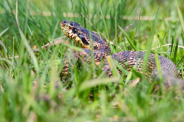 Close-up of blotched snake or Elaphe sauromates in grass