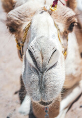 close up of a camel