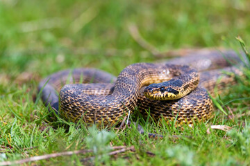 Close-up of blotched snake or Elaphe sauromates in grass