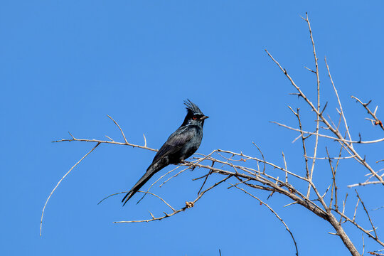 Phainopepla