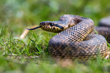 Close-up of blotched snake or Elaphe sauromates showing its tongue