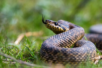 Close-up of blotched snake or Elaphe sauromates showing its tongue