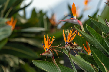 Bird of paradise flower (Strelitzia) with bright orange beautiful colours and blurred background. 