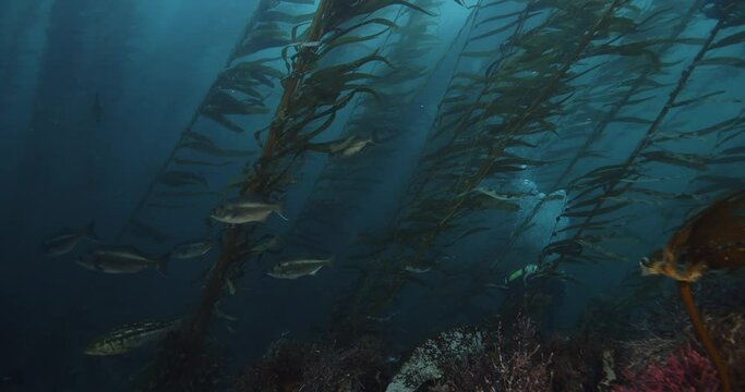A group of halfmoon fish swim by scuba diver in kelp.