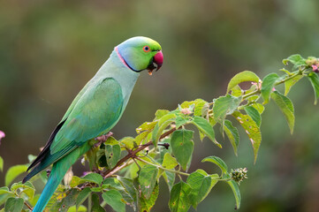 Rose-ringed parakeet or Psittacula krameri known as the ring-necked parakeet