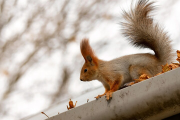 Beautiful wild red squirrel or Sciurus vulgaris