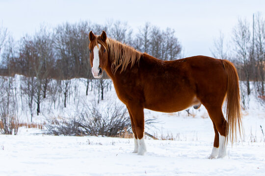 horse in winter © Xander