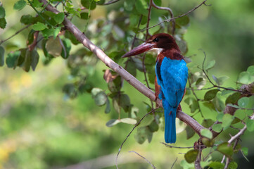 White-throated kingfisher or Halcyon smyrnensis in Sri Lanka