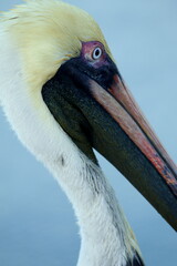 primer plano pelicano en playa de santa marta colombia