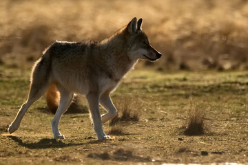 Eurasian wolf or Canis lupus lupus walks in steppe