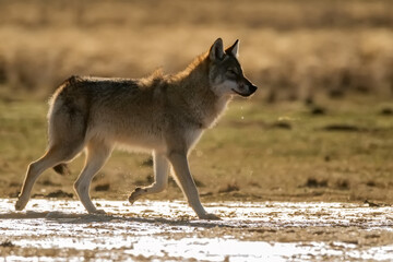 Eurasian wolf or Canis lupus lupus walks in steppe